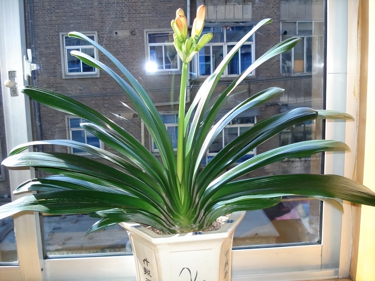 君子兰是在室外养好还是室内养好,君子兰是在室内养好还是室外养好