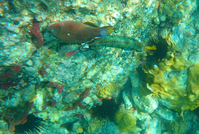 美维尔京群岛,美属维尔京群岛加勒比海