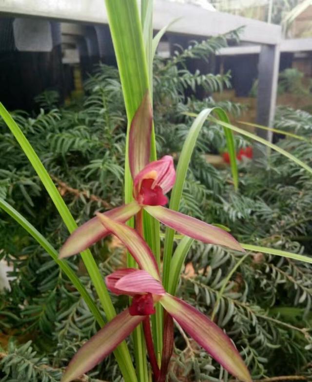 四季开花的杂交兰花,最值得养的杂交兰花