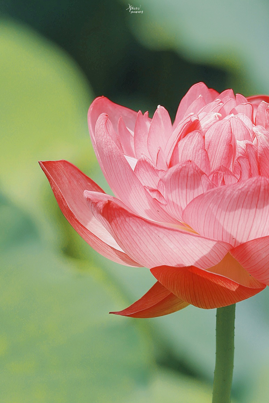 鑽疯姳鎽勫奖浣滃搧鍏ㄩ泦,鑽疯姳鎽勫奖浣滃搧閲戝