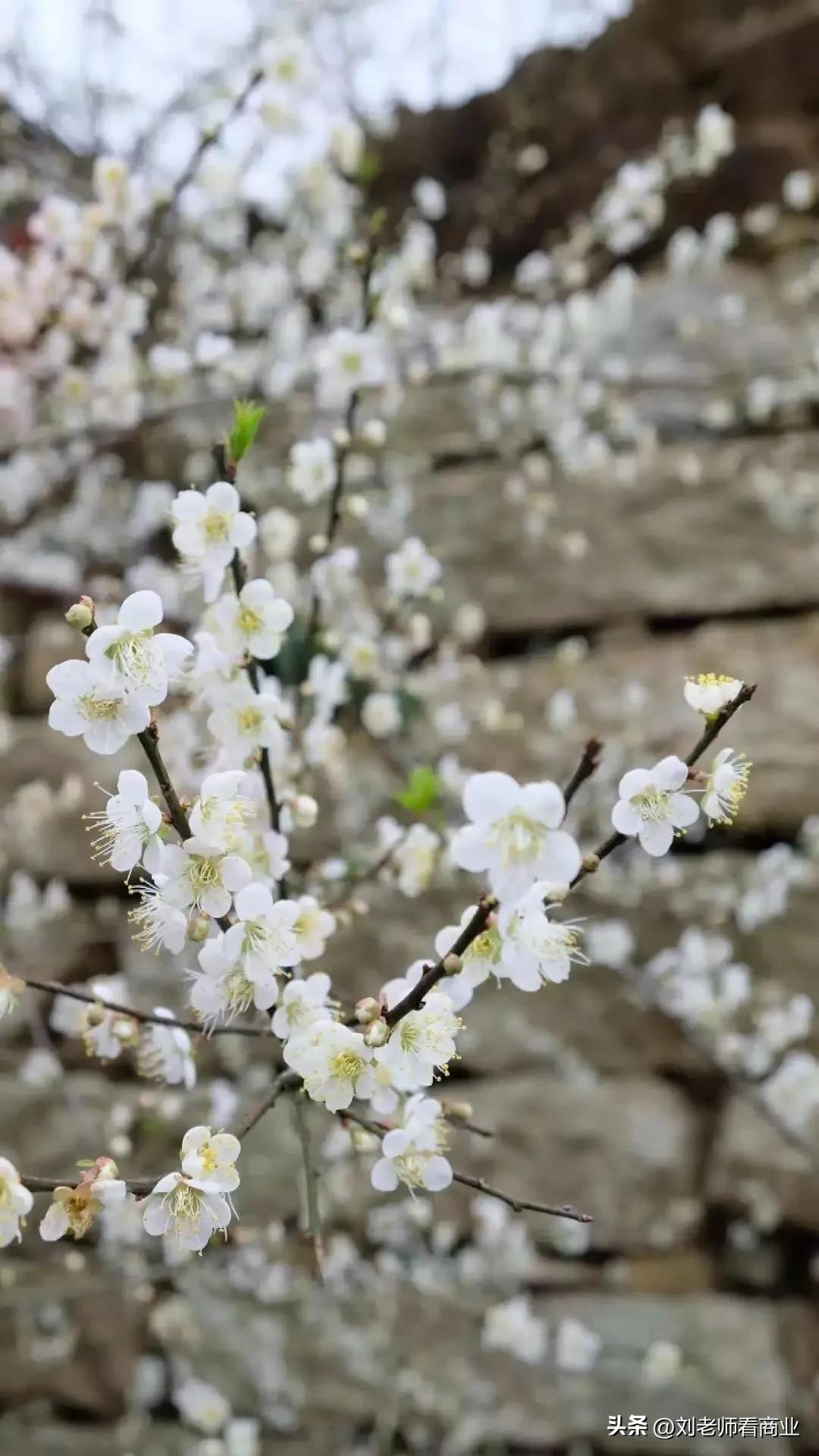 普宁老仙洞梅花盛开,普宁赏梅花最佳地点