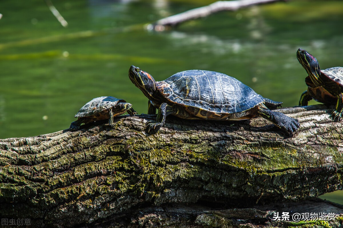 巴西龟死了是什么状态,如何区分巴西龟是冬眠还是死了