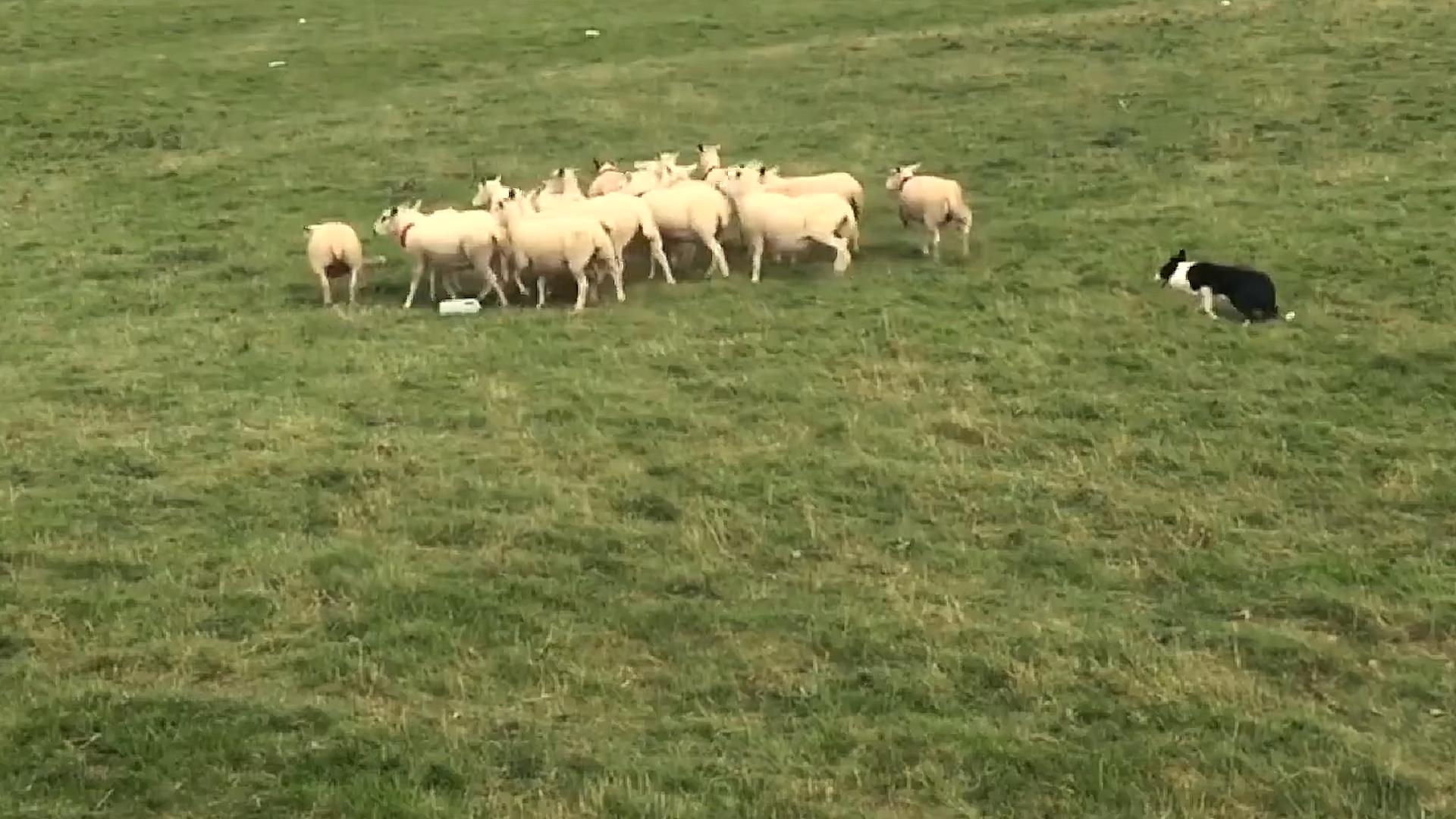 牧羊犬遭受狼群袭击,牧羊犬为什么叛变加入狼群
