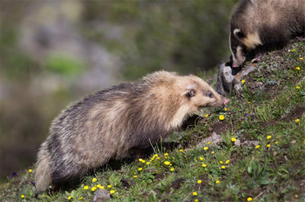 湖北大别山猪獾,大别山猪獾