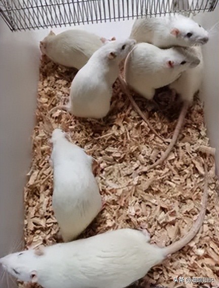 Sprague-Dawley大鼠是什么？关于它胃肠道微生物区系的研究