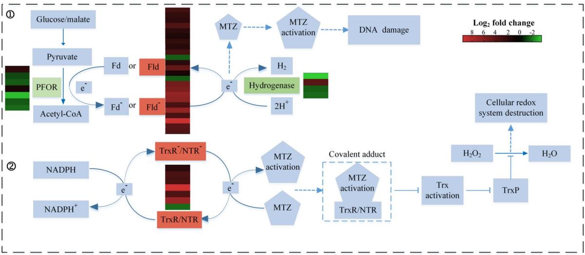 毛滴虫性妇科炎症甲硝唑,治毛滴虫用甲硝唑好还是替硝唑好