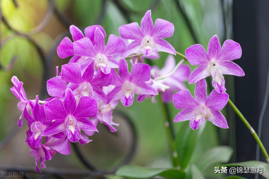 春兰奇蝶花图片,春兰花园美图欣赏