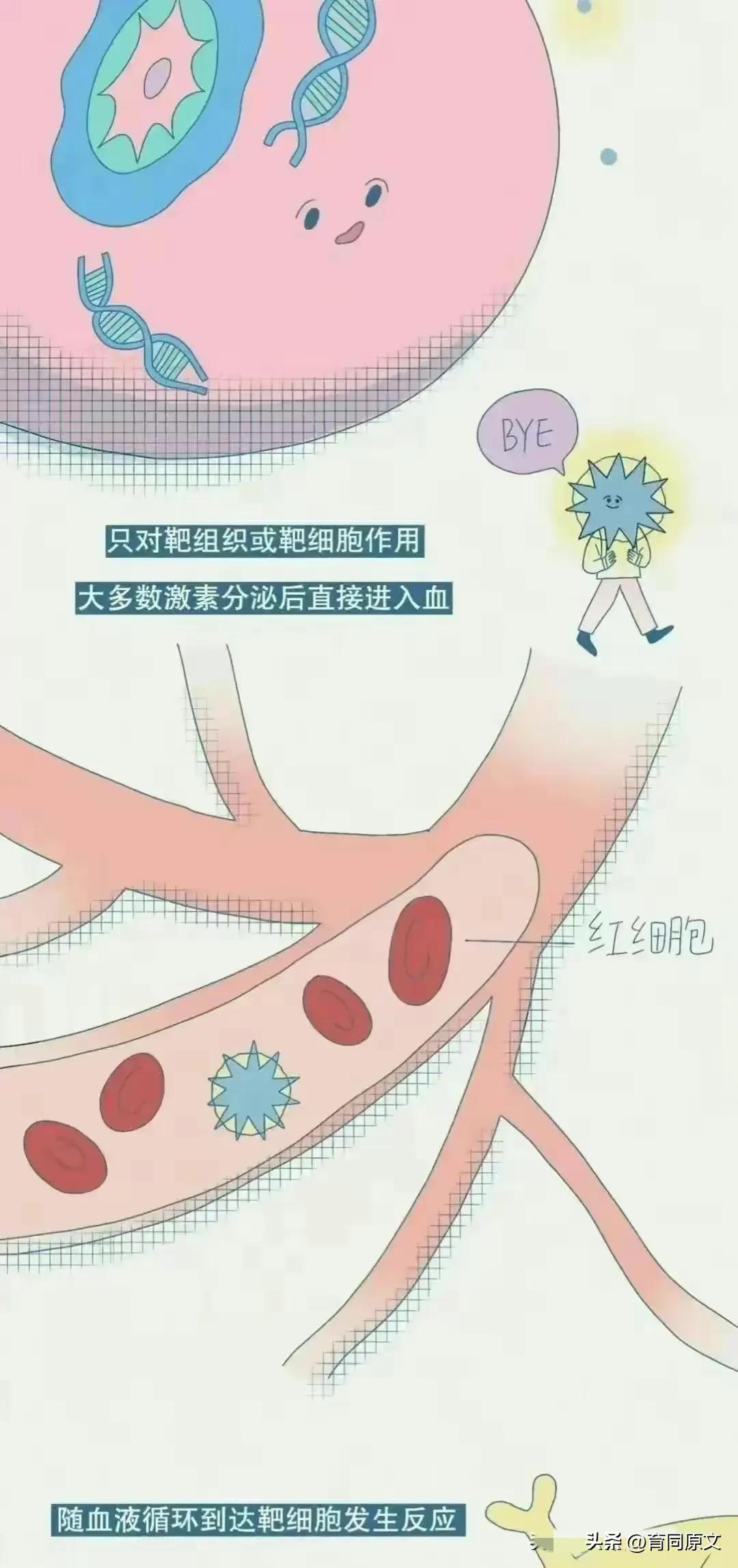 女生分泌荷尔蒙有什么反应,女性荷尔蒙分泌多了会怎样