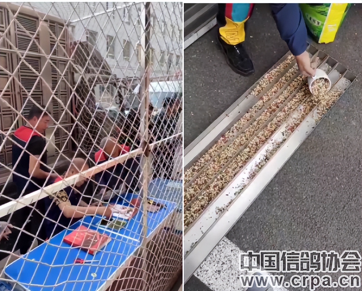 东三省迎来千公里联翔|2023年“国家赛”内蒙古商都赛区今日开战