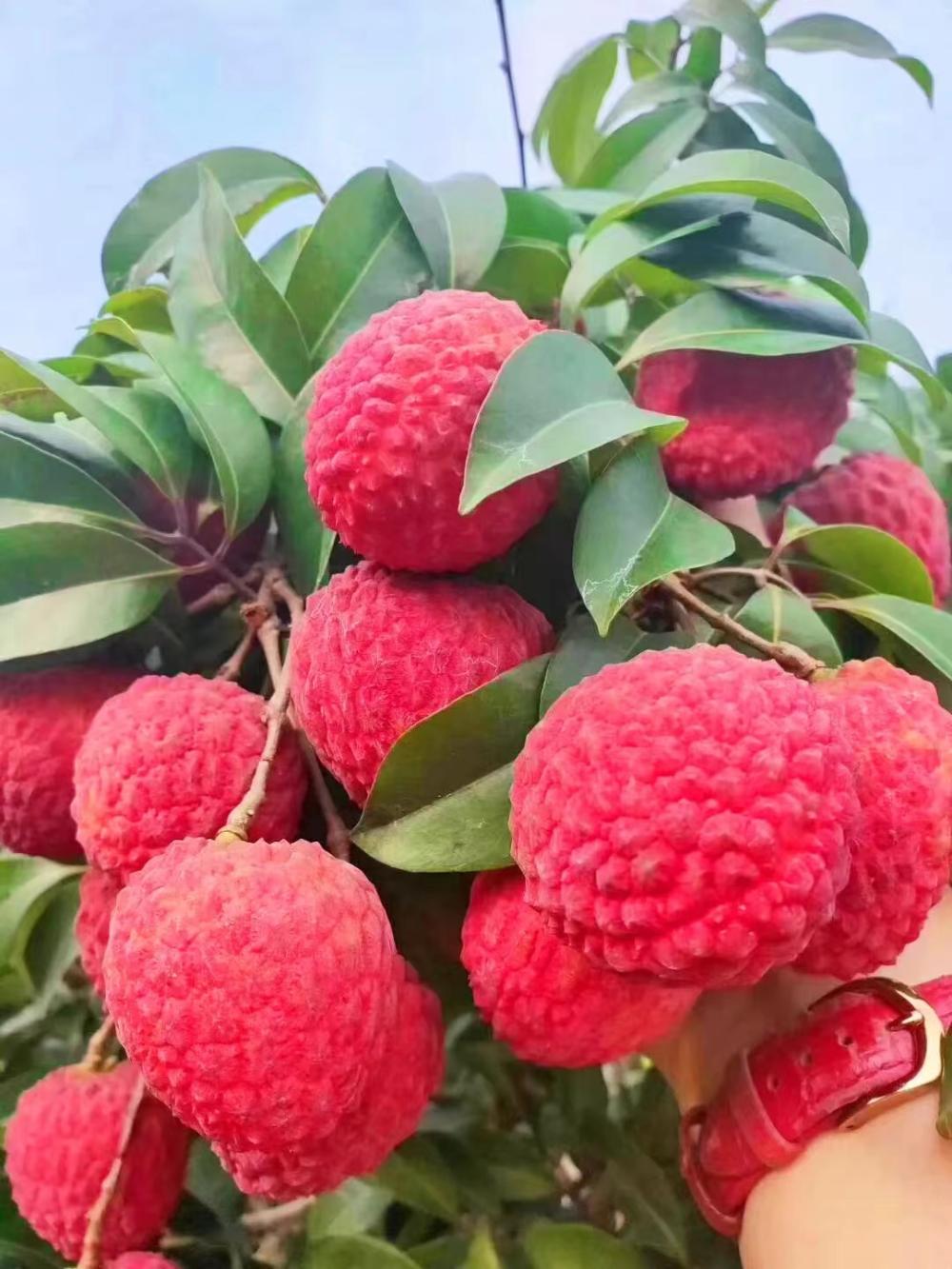 2020年灵山荔枝采摘地点,广西灵山荔枝现摘现吃