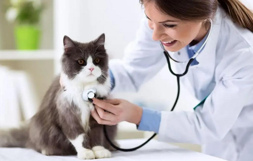 猫咪拉肚子了该如何治,猫咪拉肚子了该怎么办