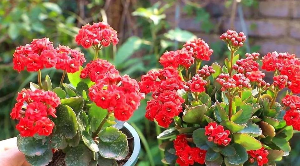 室外养长寿花用罩黑袋促花吗,长寿花促花苞怎么用磷酸二氢钾