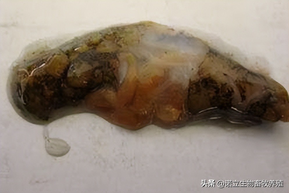 海参的注意事项,海参高温期用什么菌好