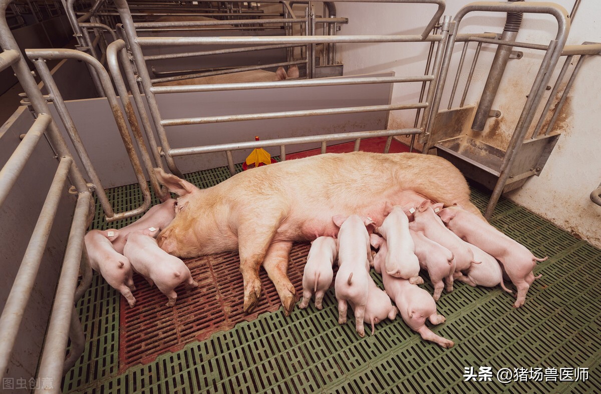 猪用多西环素注意事项,猪喘气可以喂多西环素吗