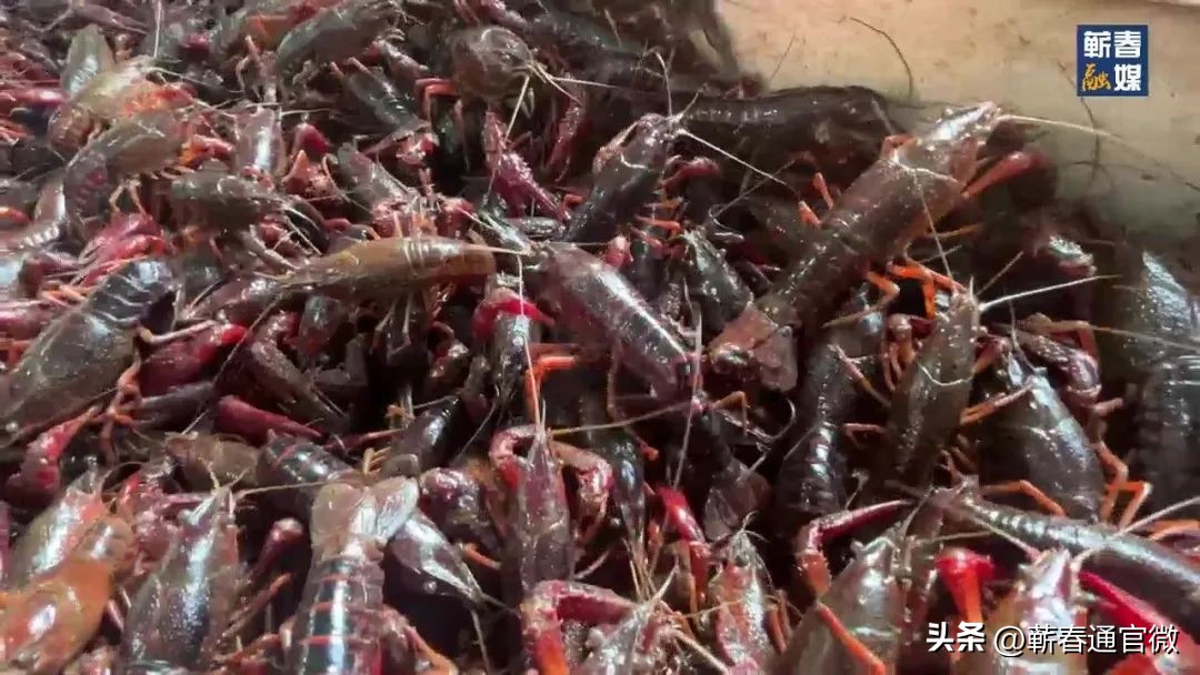 2024蕲春县重点项目,蕲春即将开工的最新大项目