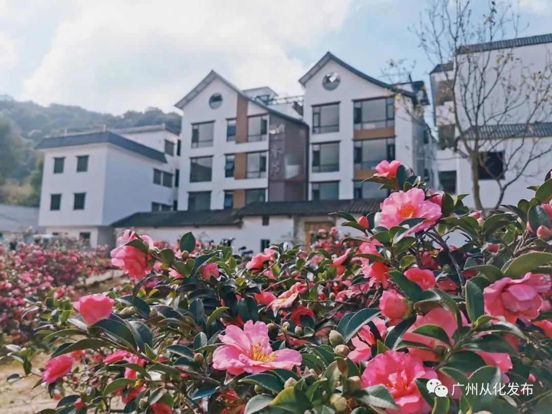 良口镇良平村番薯,从化良口镇高山番薯