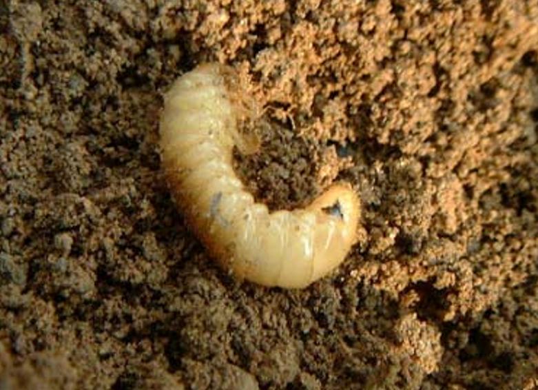 农村常见的昆虫还有它们的习性,山村常见的昆虫