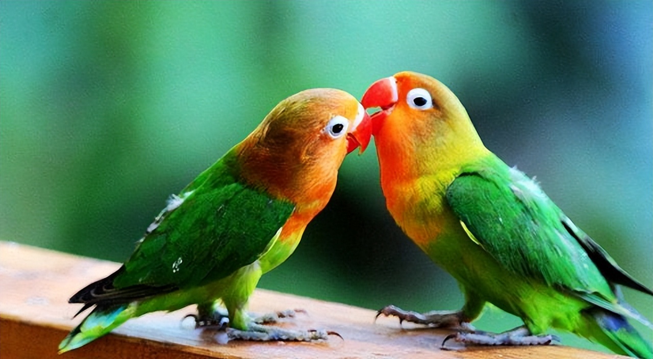 国内能合法饲养的鹦鹉品种,凯克鹦鹉合法饲养图片大全