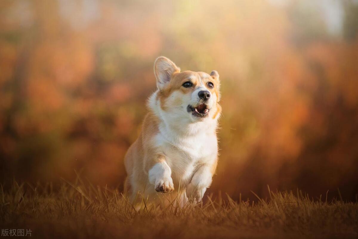 狗狗提示主人得癌症,狗狗肿瘤恶变是什么意思