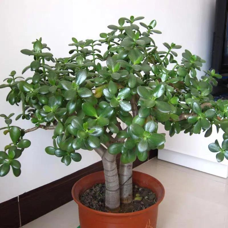 客厅养四种富贵花,家中盆栽什么树好养旺财