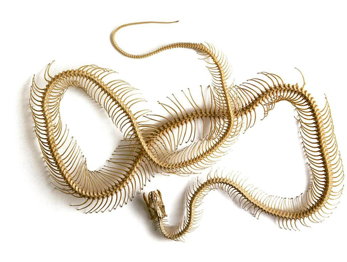 美一男子斩下蛇头,十分钟后险些被蛇头咬死,蛇头为何能僵而不死