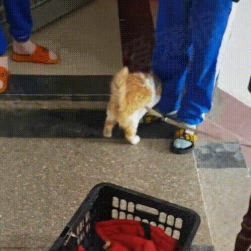 被主人拴着的猫,被邻居拴在楼道的小猫咪