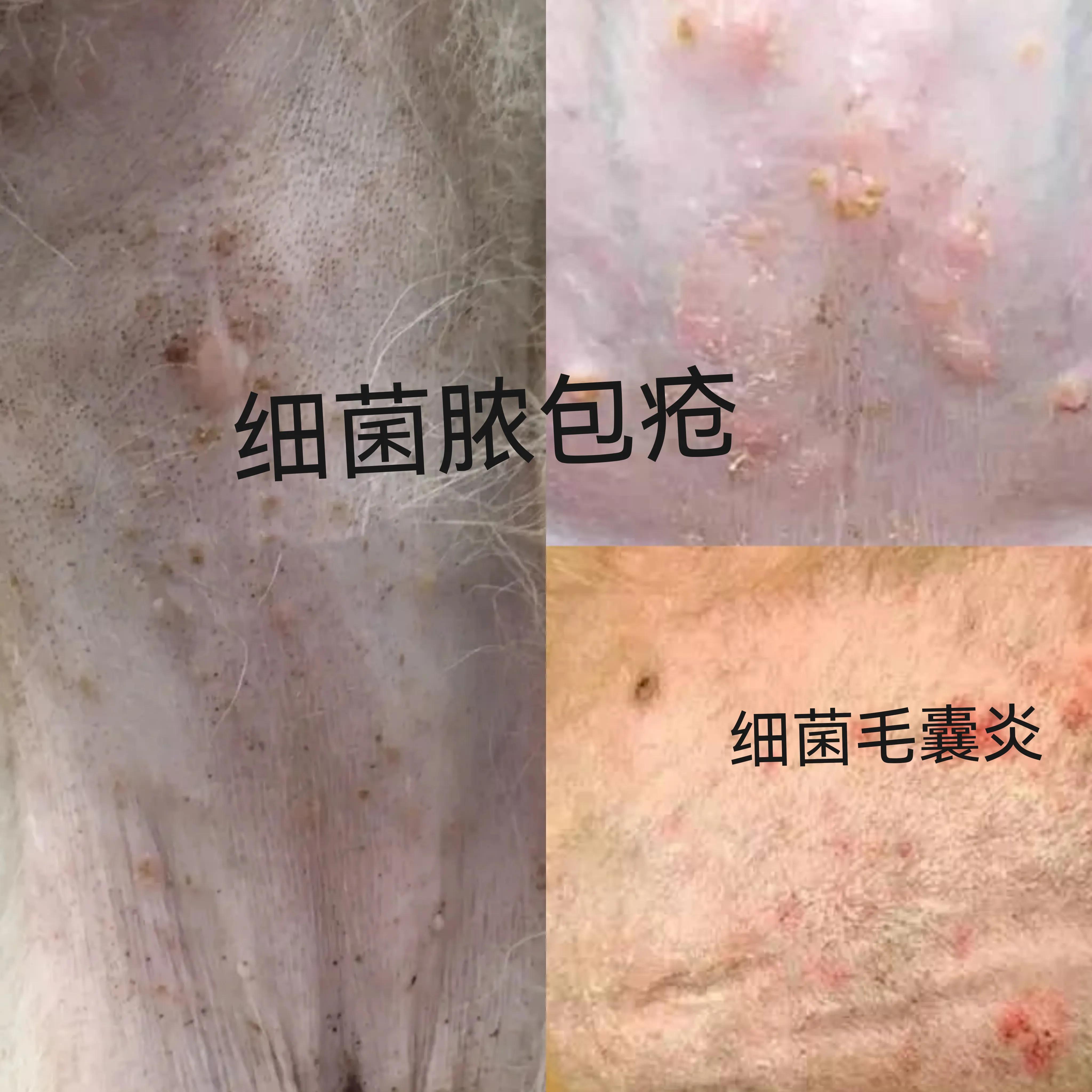 治愈数百条皮肤病狗的便宜药方,如何快速治疗皮肤病狗