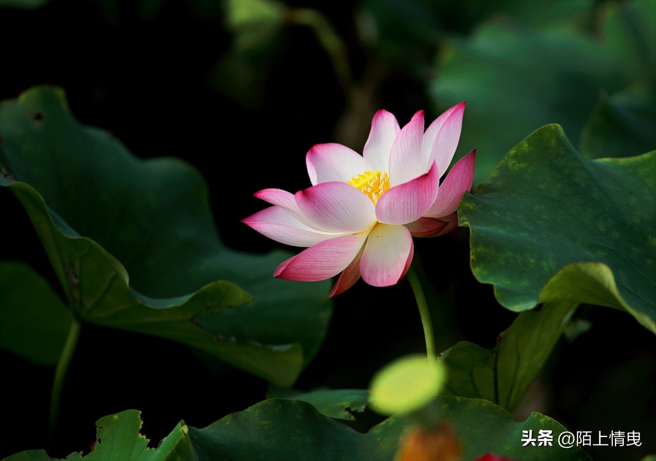 老公不肯工作是什么心理,老公不肯回家怎么办