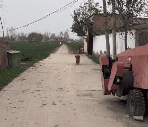 狗狗睡觉突然尖叫前腿不停的动,狗狗睡觉突然吓一跳