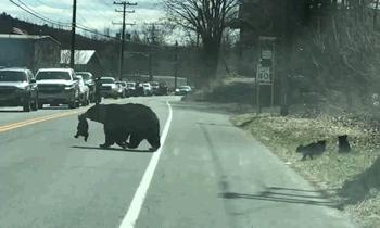 装死躲过棕熊,男子上山挖野菜遇黑熊还活着吗