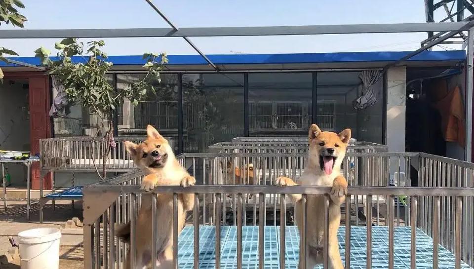 犬舍需要办什么手续,犬舍需要营业执照吗