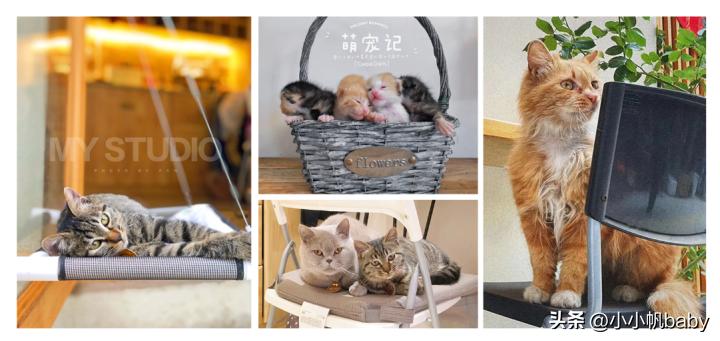 新手养猫铲屎官攻略,新手养猫驱虫知识