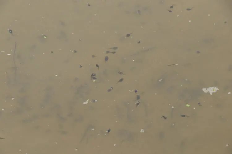 撂荒地变产业田有稻有蛙有虾有收入