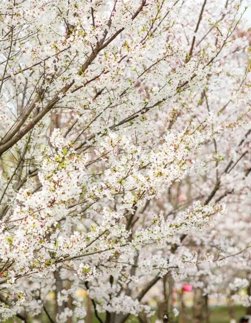 快上车app官网,快上车在哪设置