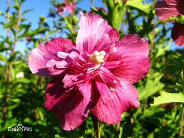 十大名花花卉,国画花卉图片大全