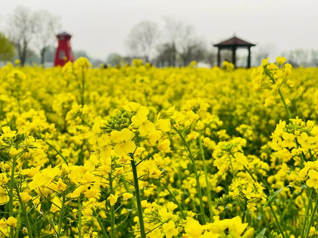 北京周边探秘京城最美油菜花海,北京油菜花必去的地方