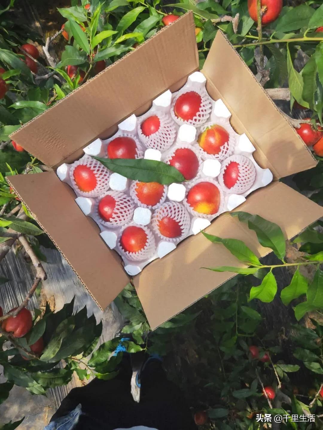 现摘正宗山东蒙阴脆甜黄油桃,山东蒙阴蜜桃之乡的桃子上市啦