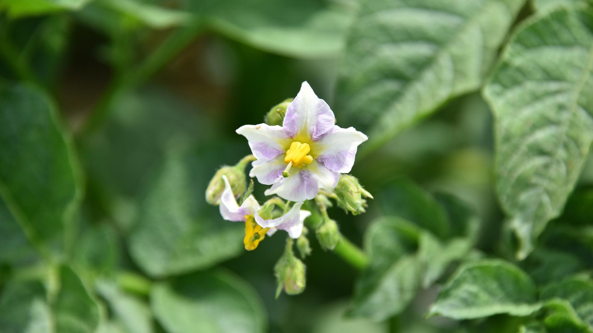 土豆种植怎么才能又大又好,土豆怎么种植才结得又大又多