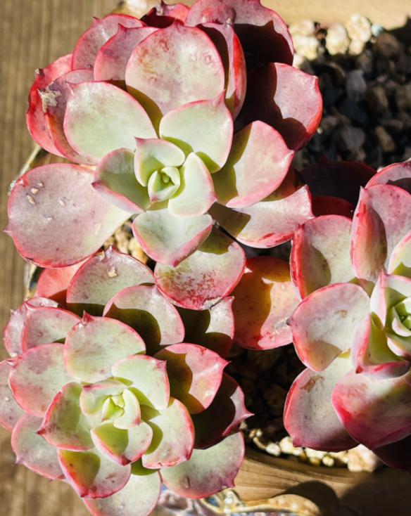 浇水后兰花盆底还是积了少量的水,给花浇水水全部从底部流走