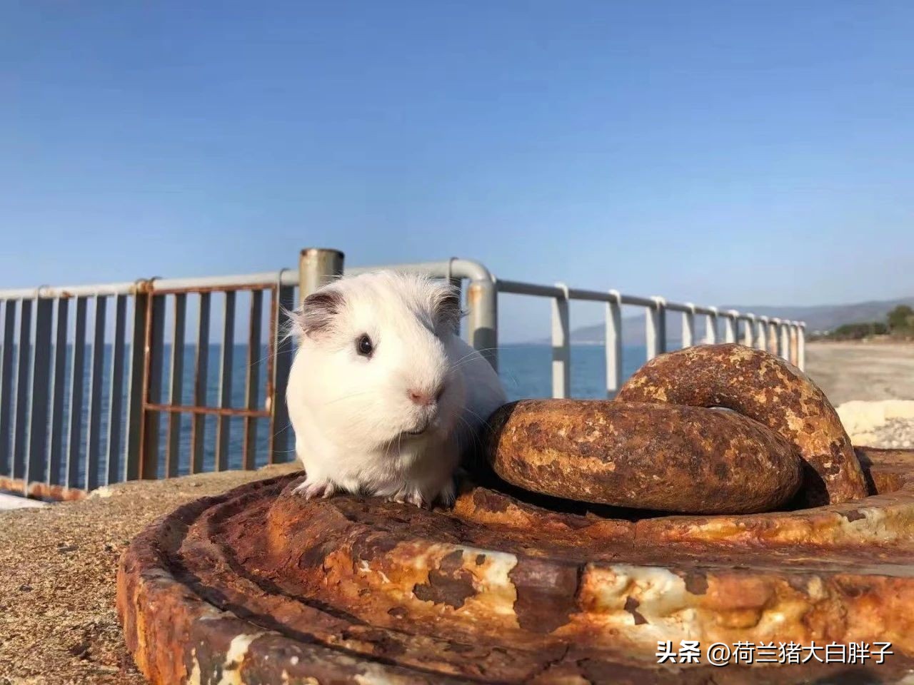 荷兰猪需要剪牙齿吗,荷兰猪里面的牙怎么磨