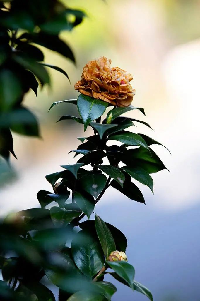 #草木有趣|雪里开花到春晚，不是寻常儿女花