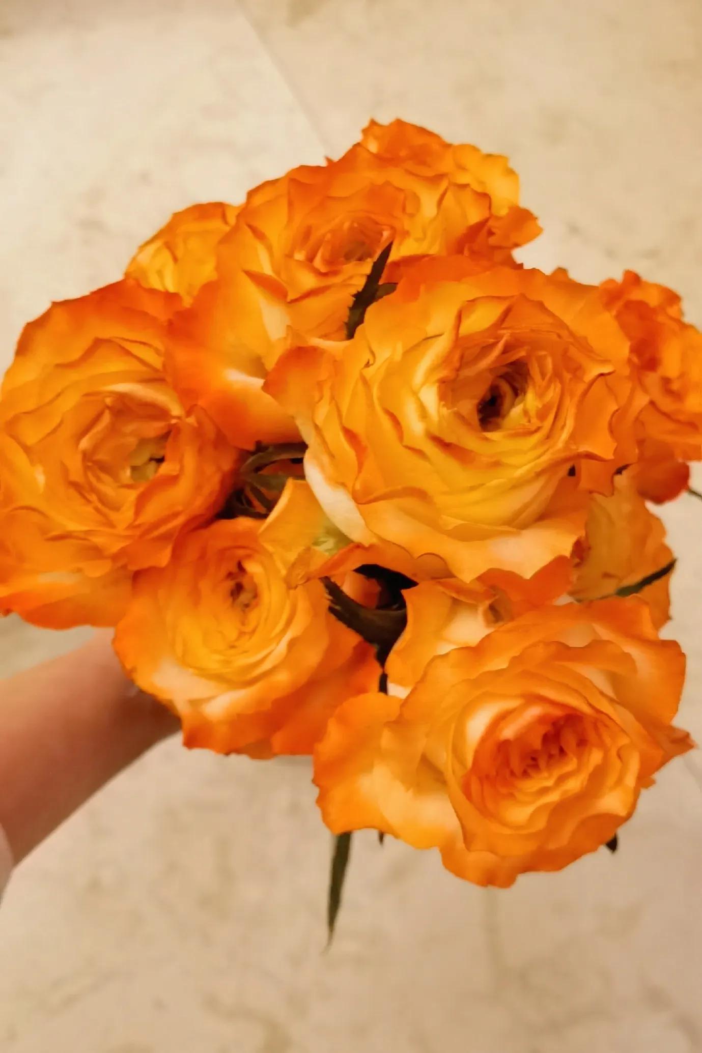 花香满屋，心情舒畅|猪妈的玫瑰开箱测评