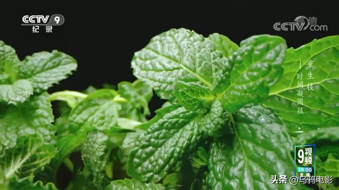 一口气八集!拿命换来的燃,果然是央视良心