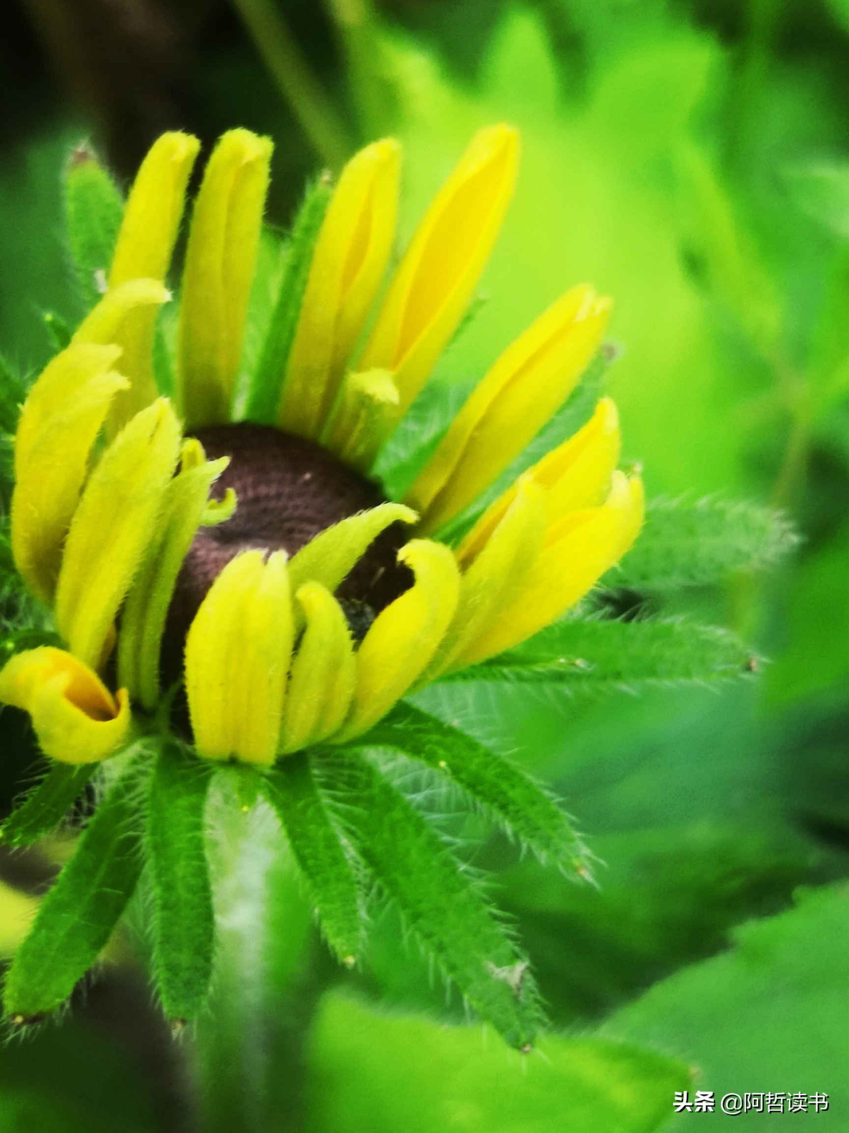 黑心金光菊:花名不雅,花姿灿烂,菊花里独特耀眼的一款