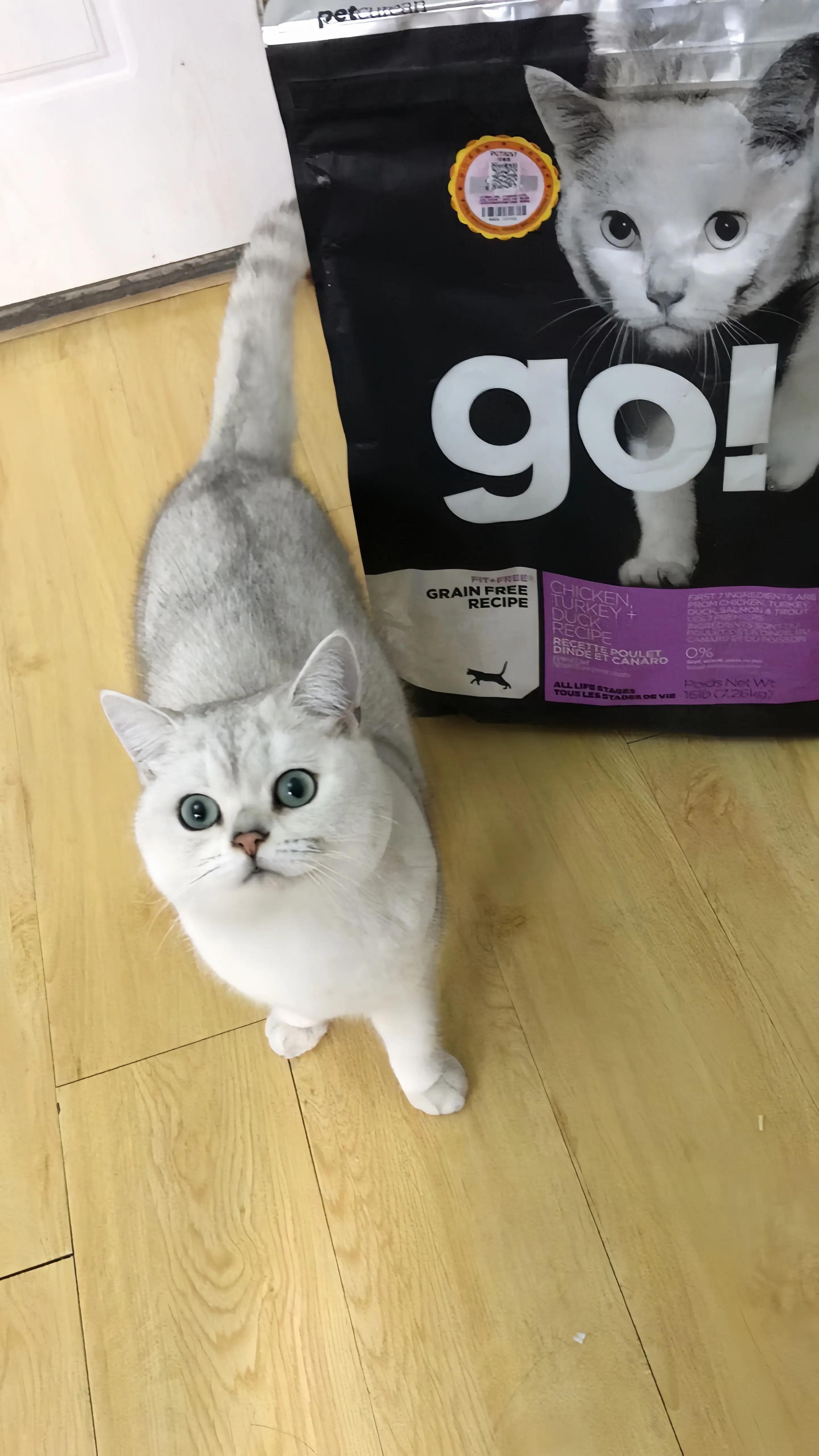 猫咪品种推荐500元以内,叫蒜头的猫咪是什么品种的