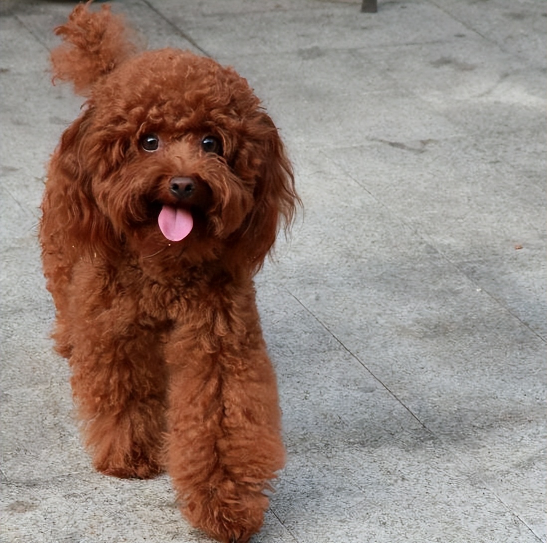 泰迪有时候认不清主人是怎么回事,泰迪认不认识家