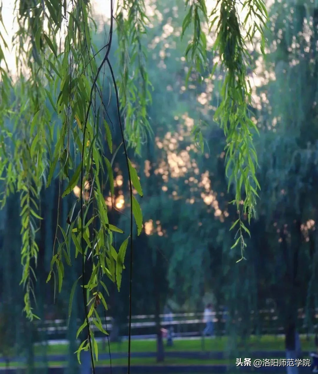 欢迎报考！选择洛师的N个理由