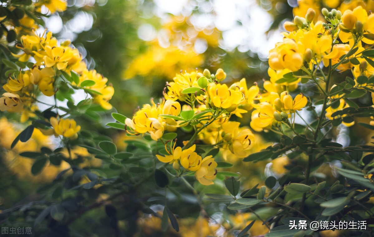 农村遍地都是宝农村的野菜挖不完,农村不要钱的野菜有哪些