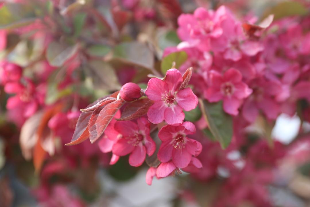 鐩哥害鍐滃ぇ,鐩歌仛浜戠鐩哥害鍐滃ぇ