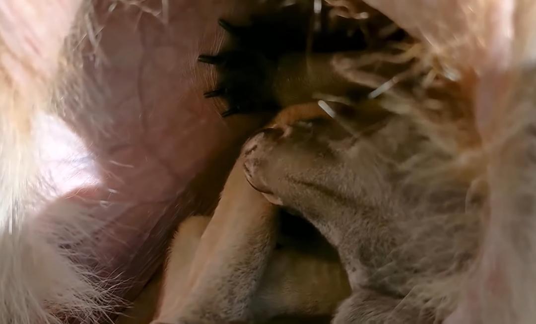 吃喝拉撒都在狗笼里,袋鼠拉屎在育儿袋里吗